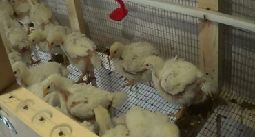 Jak pěstovat brojlery doma, údržba a péče